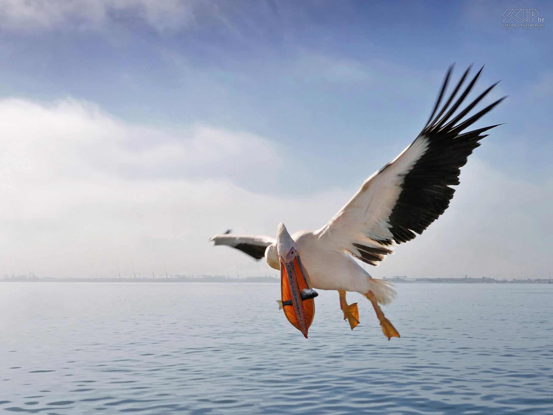 Walvisbay - White pelican  Stefan Cruysberghs